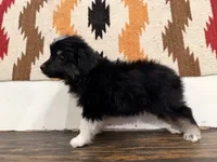 Cooper , a male Miniature Australian Shepherd for sale in Honey Grove, TX – 5 of 10