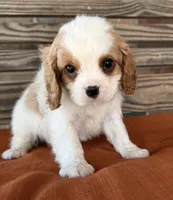 Conner , a male Cavalier King Charles Spaniel for sale in Honey Grove, TX – 1 of 10