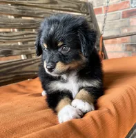 Davis , a male Miniature Australian Shepherd for sale in Honey Grove, TX – 4 of 9