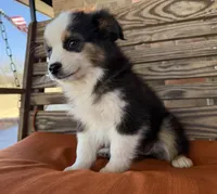 Mallie, a female Miniature Australian Shepherd for sale in Honey Grove, TX – Photo 8 of 9