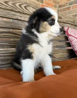 Mallie, a female Miniature Australian Shepherd for sale in Honey Grove, TX – Photo 6 of 9