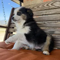 Mallie, a female Miniature Australian Shepherd for sale in Honey Grove, TX – Photo 2 of 9