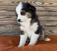 Mallie, a female Miniature Australian Shepherd for sale in Honey Grove, TX – Photo 5 of 9