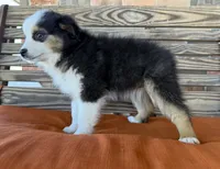 Mallie, a female Miniature Australian Shepherd for sale in Honey Grove, TX – Photo 7 of 9