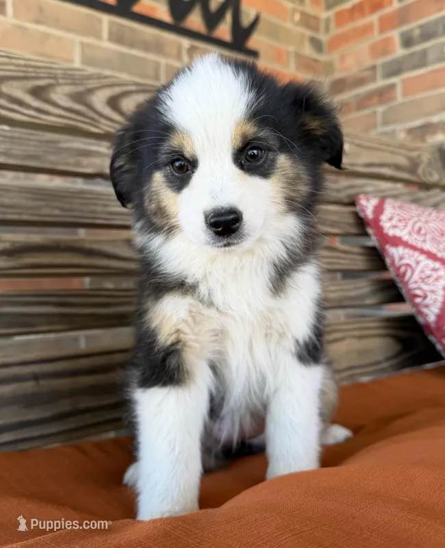 Mallie – Miniature Australian Shepherd puppy for sale in Honey Grove, TX