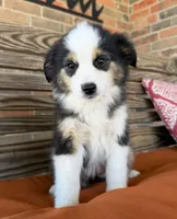 Mallie, a female Miniature Australian Shepherd for sale in Honey Grove, TX – Photo 1 of 9