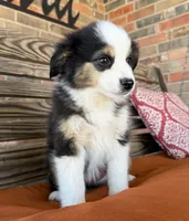 Mallie, a female Miniature Australian Shepherd for sale in Honey Grove, TX – Photo 3 of 9