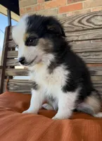Mallie, a female Miniature Australian Shepherd for sale in Honey Grove, TX – Photo 9 of 9