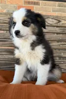 Mallie, a female Miniature Australian Shepherd for sale in Honey Grove, TX – Photo 4 of 9