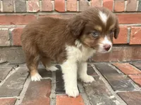 Skye, a female Miniature Australian Shepherd for sale in Honey Grove, TX – 3 of 10