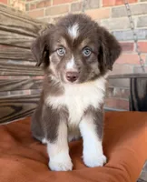Honey , a female Miniature Australian Shepherd for sale in Honey Grove, TX – 8 of 10