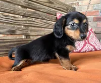 Sloan, a female Miniature Dachshund for sale in Honey Grove, TX – 6 of 10