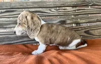 Nolan , a male Miniature Dachshund for sale in Honey Grove, TX – 4 of 10