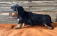 Sloan, a female Miniature Dachshund for sale in Honey Grove, TX – 10 of 10