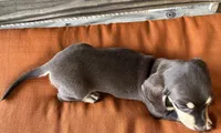 Ava, a female Miniature Dachshund for sale in Honey Grove, TX – 9 of 9