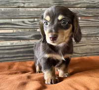 Clara, a female Miniature Dachshund for sale in Honey Grove, TX – 7 of 10