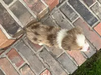 Conner, a male Miniature Australian Shepherd for sale in Honey Grove, TX – 6 of 6