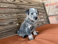 Cami, a female Australian Cattle Dog for sale in Honey Grove, TX – 9 of 10