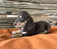 Ava, a female Miniature Dachshund for sale in Honey Grove, TX – 3 of 9