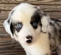 Lennyn, a female Miniature Australian Shepherd for sale in Honey Grove, TX – 7 of 10
