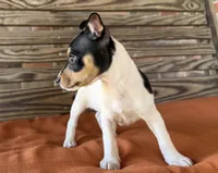 Tilly, a female Rat Terrier for sale in Honey Grove, TX – 8 of 10
