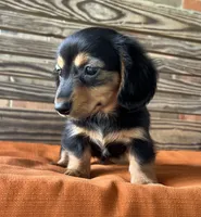 Sloan, a female Miniature Dachshund for sale in Honey Grove, TX – 4 of 10