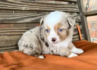 Denver , a male Miniature Australian Shepherd for sale in Honey Grove, TX – 6 of 10