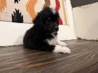 Cooper , a male Miniature Australian Shepherd for sale in Honey Grove, TX – 8 of 10