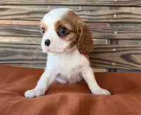 Colt , a male Cavalier King Charles Spaniel for sale in Honey Grove, TX – 3 of 10