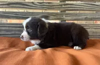 Millie, a female Miniature Australian Shepherd for sale in Honey Grove, TX – 4 of 10