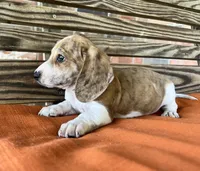 Nolan , a male Miniature Dachshund for sale in Honey Grove, TX – 6 of 10
