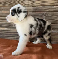 Lennyn, a female Miniature Australian Shepherd for sale in Honey Grove, TX – 10 of 10