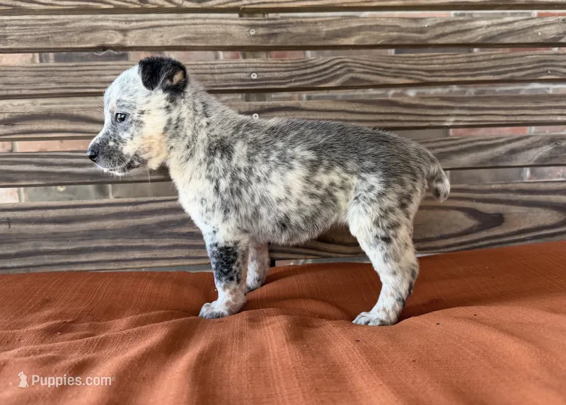 Remi – Australian Cattle Dog puppy for sale in Honey Grove, TX