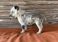 Remi, a female Australian Cattle Dog for sale in Honey Grove, TX – 1 of 10