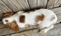 Molly, a female Cavalier King Charles Spaniel for sale in Honey Grove, TX – Photo 8 of 8