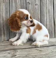 Molly, a female Cavalier King Charles Spaniel for sale in Honey Grove, TX – Photo 3 of 8