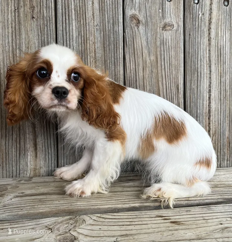 Molly – Cavalier King Charles Spaniel puppy for sale in Honey Grove, TX