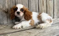 Molly, a female Cavalier King Charles Spaniel for sale in Honey Grove, TX – Photo 6 of 8