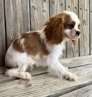 Molly, a female Cavalier King Charles Spaniel for sale in Honey Grove, TX – Photo 4 of 8