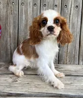 Molly, a female Cavalier King Charles Spaniel for sale in Honey Grove, TX – Photo 2 of 8