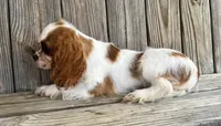 Molly, a female Cavalier King Charles Spaniel for sale in Honey Grove, TX – Photo 7 of 8