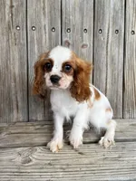 Molly, a female Cavalier King Charles Spaniel for sale in Honey Grove, TX – Photo 5 of 8