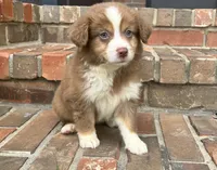 Collins, a female Miniature Australian Shepherd for sale in Honey Grove, TX – 1 of 9