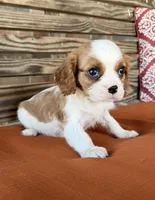 Colt , a male Cavalier King Charles Spaniel for sale in Honey Grove, TX – 4 of 10