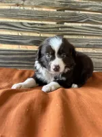 Millie, a female Miniature Australian Shepherd for sale in Honey Grove, TX – 5 of 10
