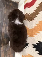 Ivy, a female Miniature Australian Shepherd for sale in Honey Grove, TX – 9 of 9