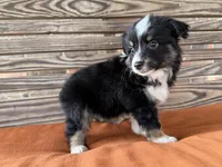 Maci, a female Miniature Australian Shepherd for sale in Honey Grove, TX – 9 of 10