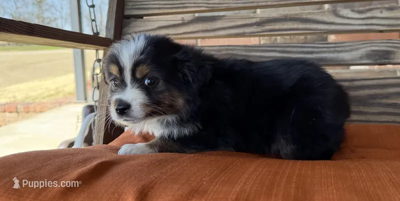 Kenzie, a female Miniature Australian Shepherd for sale in Honey Grove, TX – Photo 1 of 6