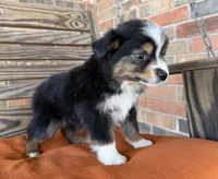Kenzie, a female Miniature Australian Shepherd for sale in Honey Grove, TX – Photo 5 of 6