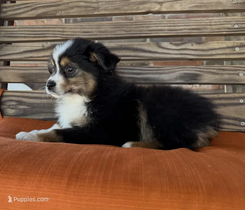 Kenzie – Miniature Australian Shepherd puppy for sale in Honey Grove, TX